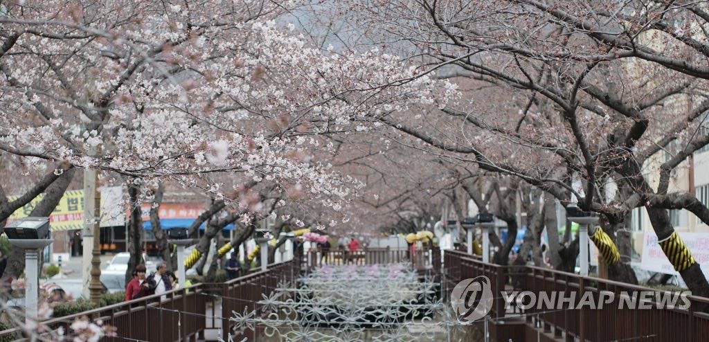 近日，韓國最大的賞春花勝地——慶尚南道昌原市鎮海區浪漫情人橋一帶的櫻花盛開，吸引游客駐足觀賞。
