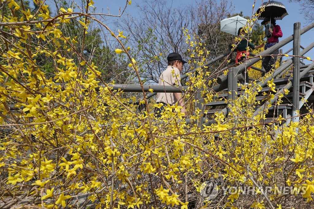 22日，城東區應峰山上迎春花盛開。