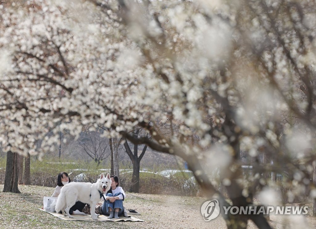 22日下午，首爾汝矣島漢江公園，梅花盛開。