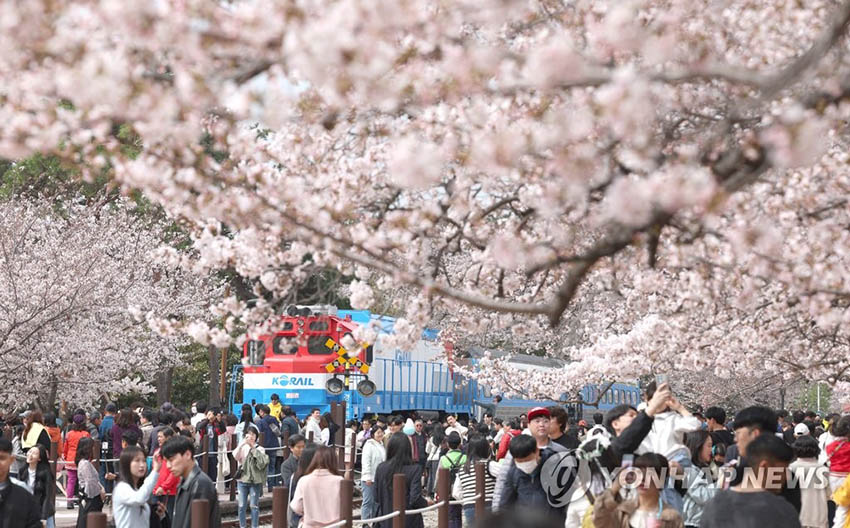 26日上午，在庆尚南道昌原市镇海区庆和站公园内，游客们以盛开的樱花为背景拍照打卡，留下春日回忆。