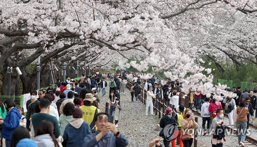 26日上午，在慶尚南道昌原市鎮海區慶和站公園內，游客們以盛開的櫻花為背景拍照打卡，留下春日回憶。