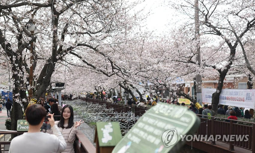 26日下午，在慶尚南道昌原市鎮海區余佐川一帶，游客們以盛開的櫻花為背景拍照打卡，留下春日回憶。