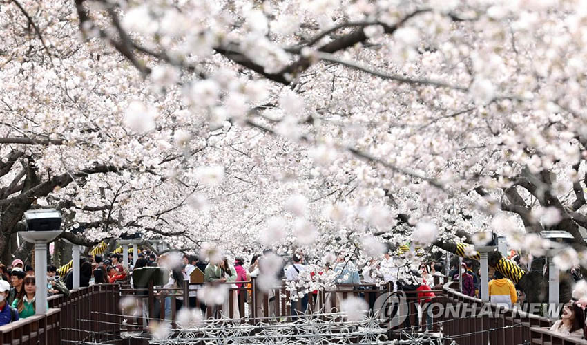 26日下午，在慶尚南道昌原市鎮海區余佐川一帶，游客們以盛開的櫻花為背景拍照打卡。