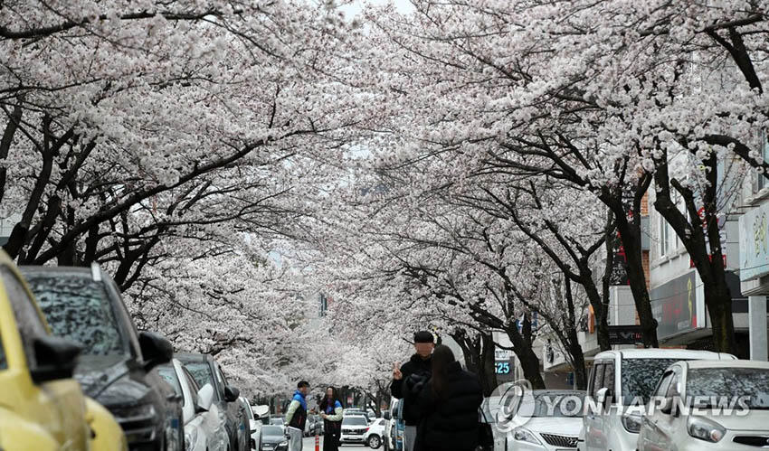 26日，盡管江原道江陵地區天氣陰沉，仍有很多市民前往當地賞櫻勝地觀賞櫻花，度過美好春日。