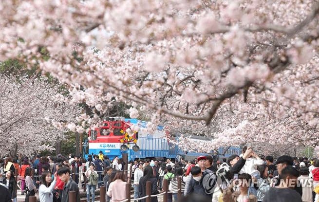 韩国：樱花盛开带来浓浓春日气息