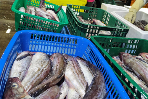 韓媒：擔心日本福島核污染水影響海魚安全 韓民眾轉向俄羅斯產海魚