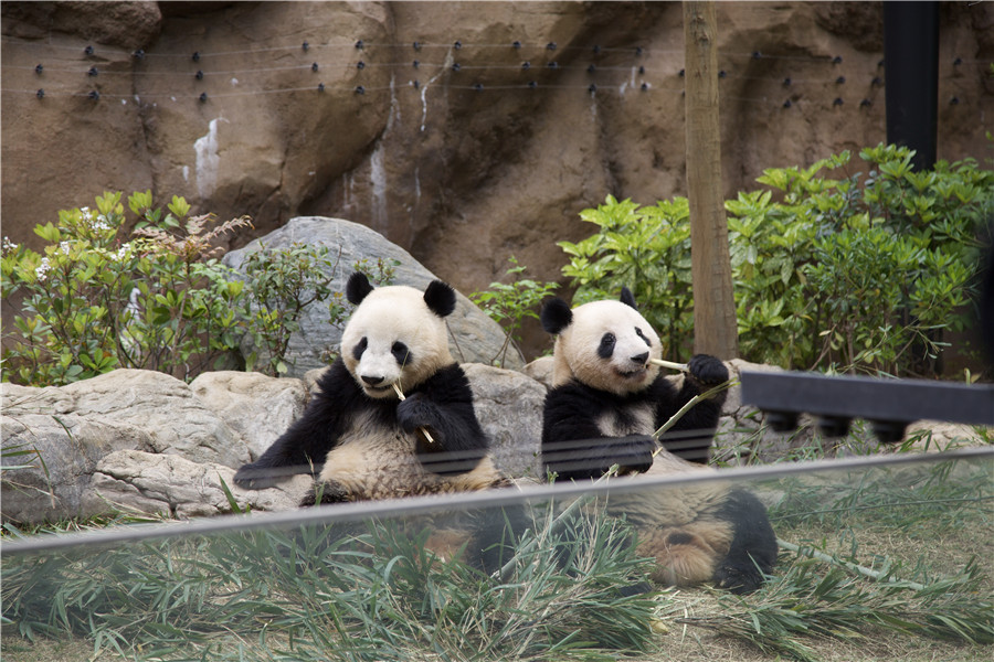 日本上野動物園大熊貓萌態十足