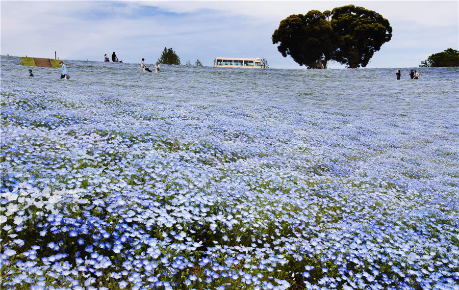 日本一公園粉蝶花綻放 吸引眾多游客欣賞