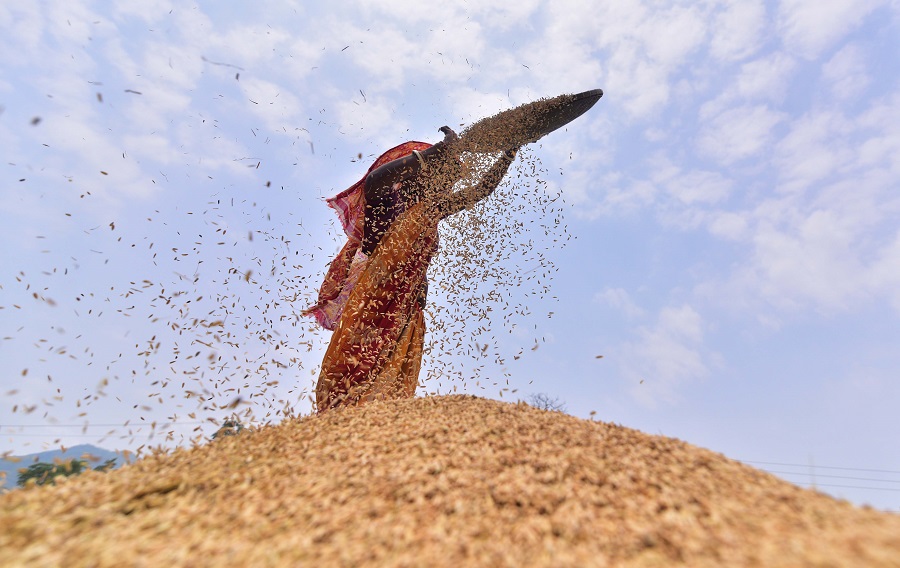 印度阿薩姆邦進入收獲季節 婦女篩揚稻谷