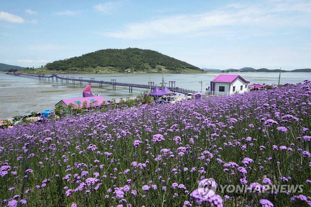 【组图】韩国新安紫色岛马鞭草盛开
