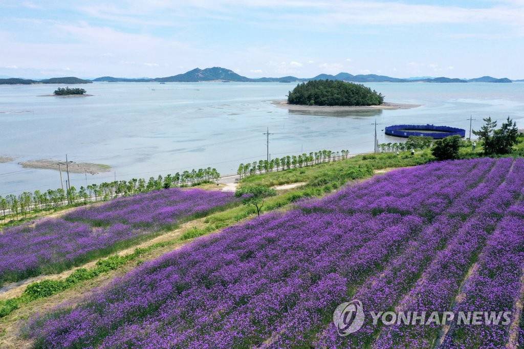 紫色島上柳葉馬鞭草盛開。