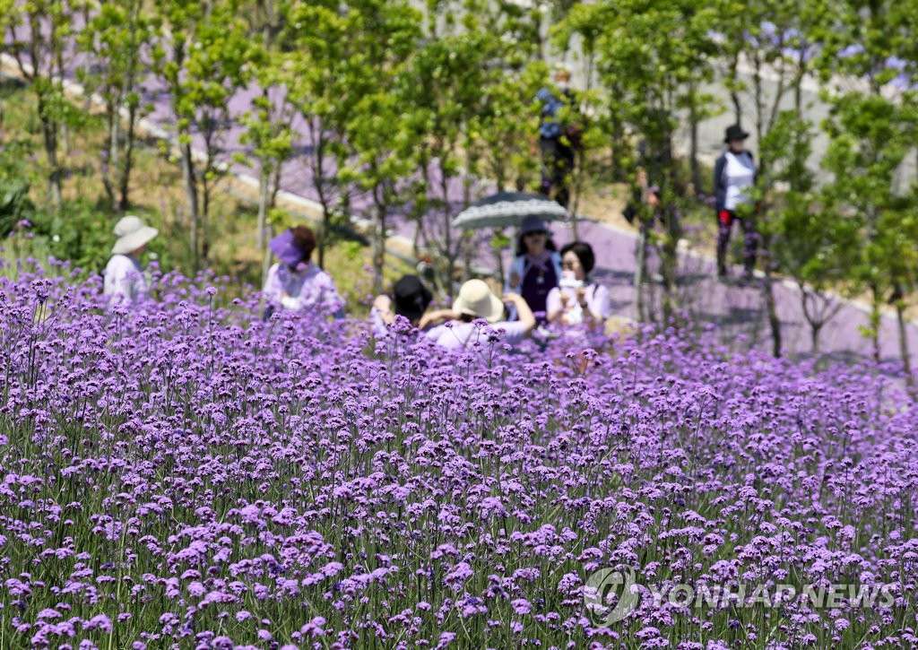 圖為紫色島的花田美景。