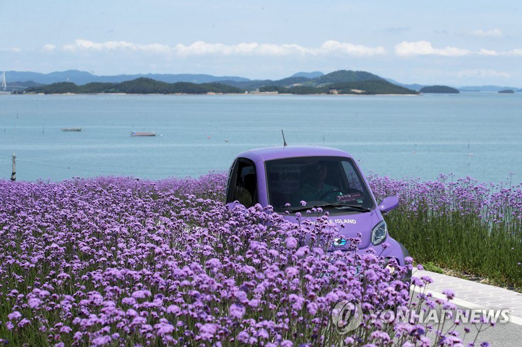 紫色島上柳葉馬鞭草盛開。