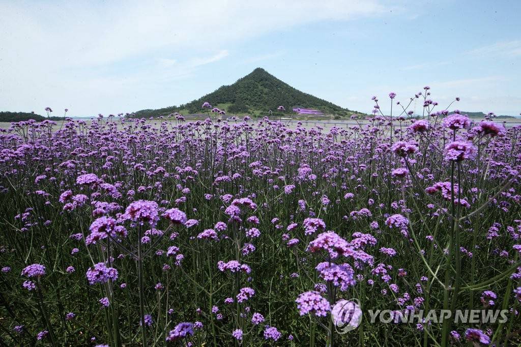 紫色島上柳葉馬鞭草盛開。