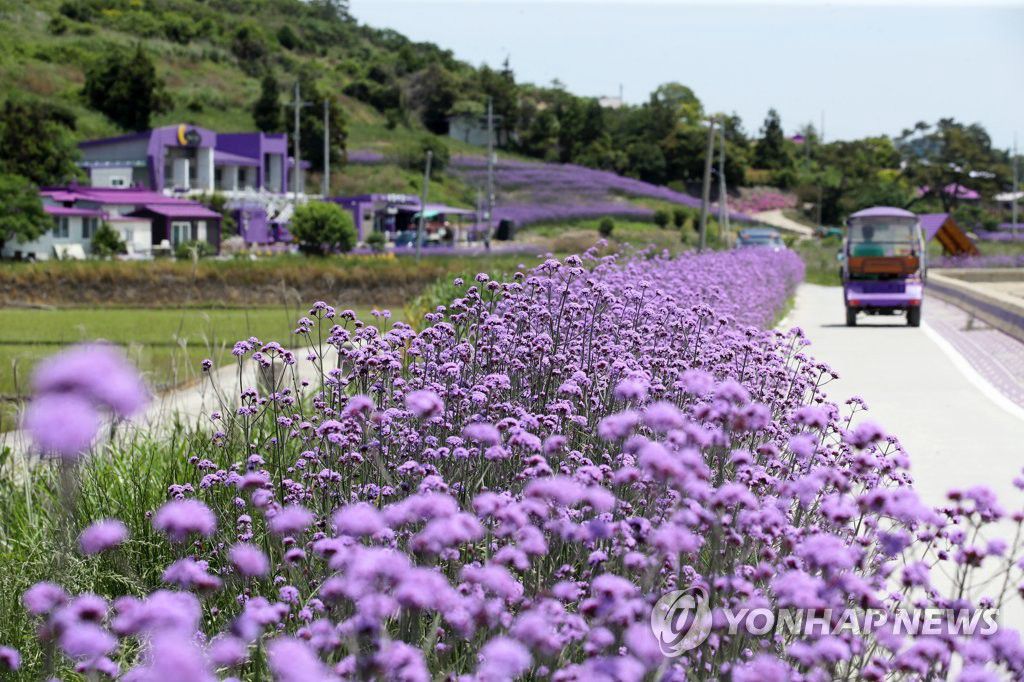 紫色島上柳葉馬鞭草花盛開。