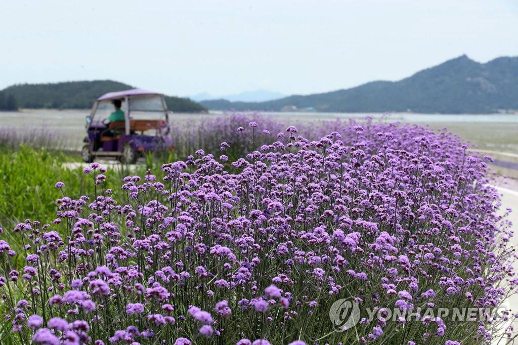 圖為紫色島上的柳葉馬鞭草。