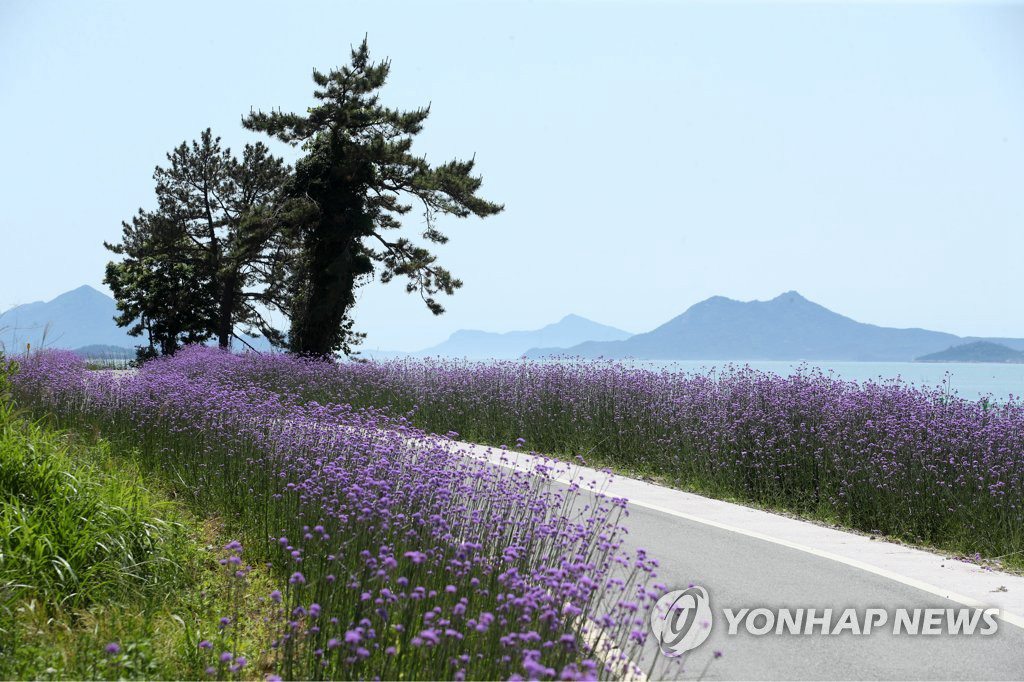 紫色島沿海路上的紫色柳葉馬鞭草。