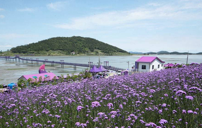 韩国新安紫色岛马鞭草盛开