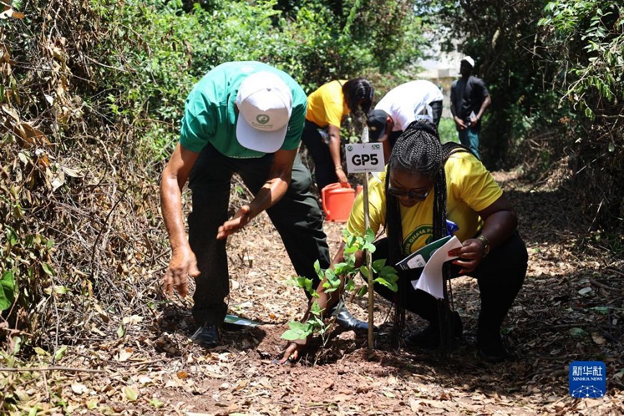 加納開展植樹活動迎接“綠色加納日”