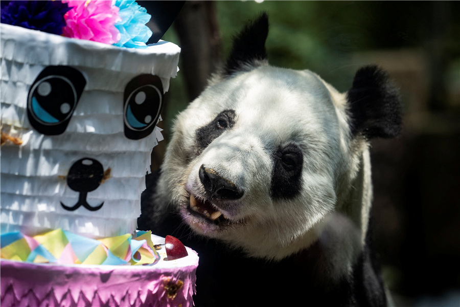 墨西哥城動物園為大熊貓“欣欣”慶生
