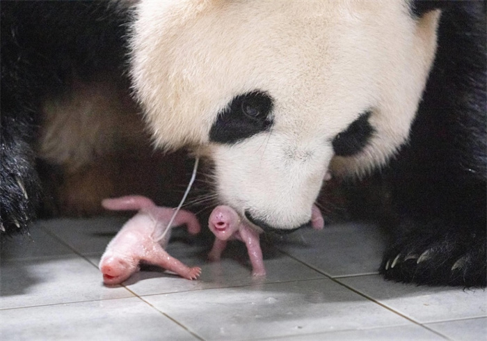 旅韩大熊猫喜添双胞胎姐妹 “福宝”成了大姐姐