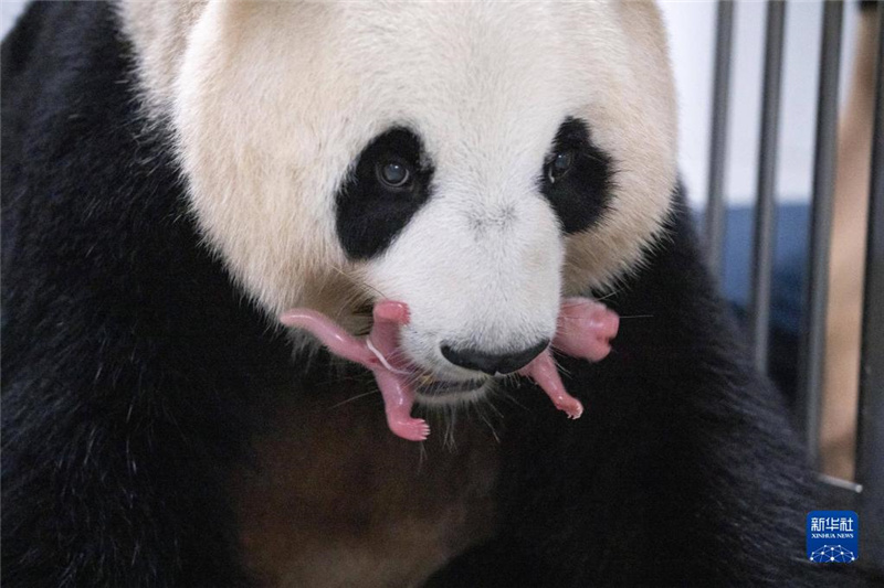 旅韓大熊貓順利產下雙胞胎幼崽