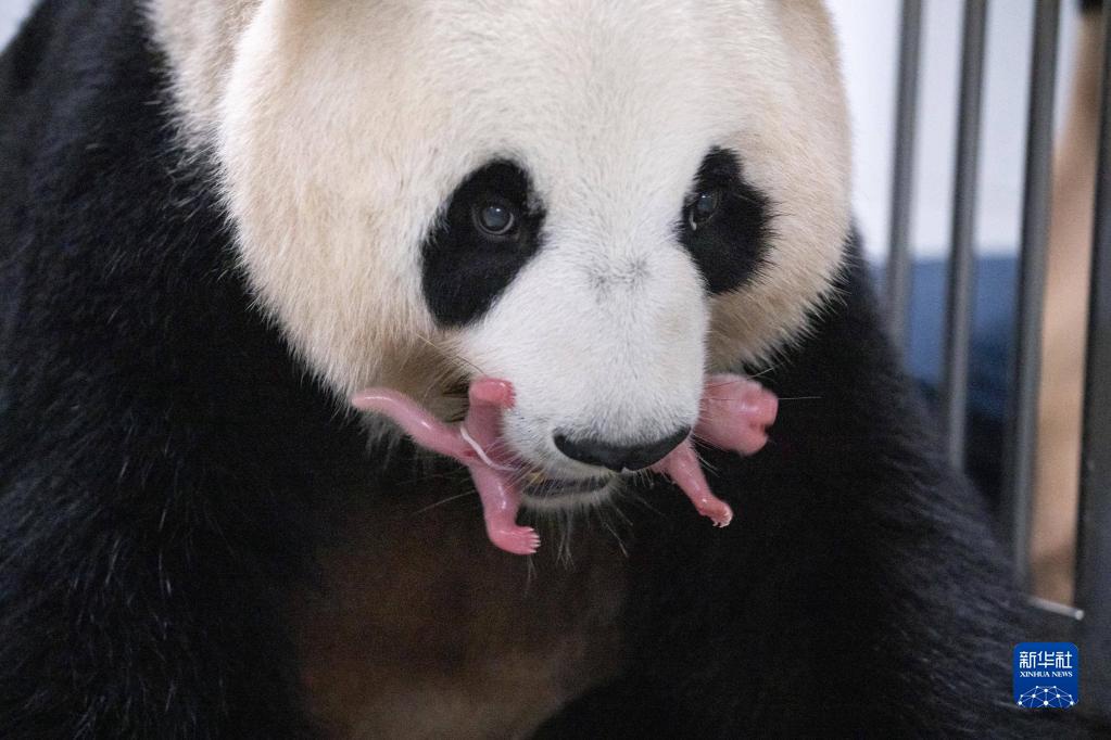 這是7月7日在位於韓國京畿道龍仁市的愛寶樂園裡拍攝的大熊貓媽媽“愛寶（華妮）”和剛誕生的大熊貓寶寶。