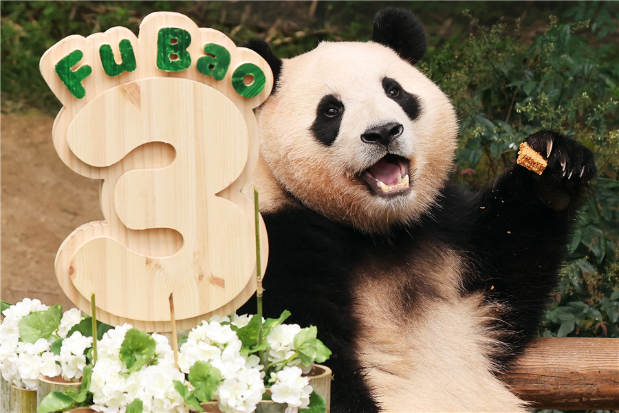 旅韓大熊貓福寶迎來3歲生日