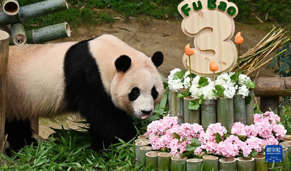 這是7月20日在位於韓國京畿道龍仁市的愛寶樂園內拍攝的大熊貓“福寶”與它的“生日蛋糕”。