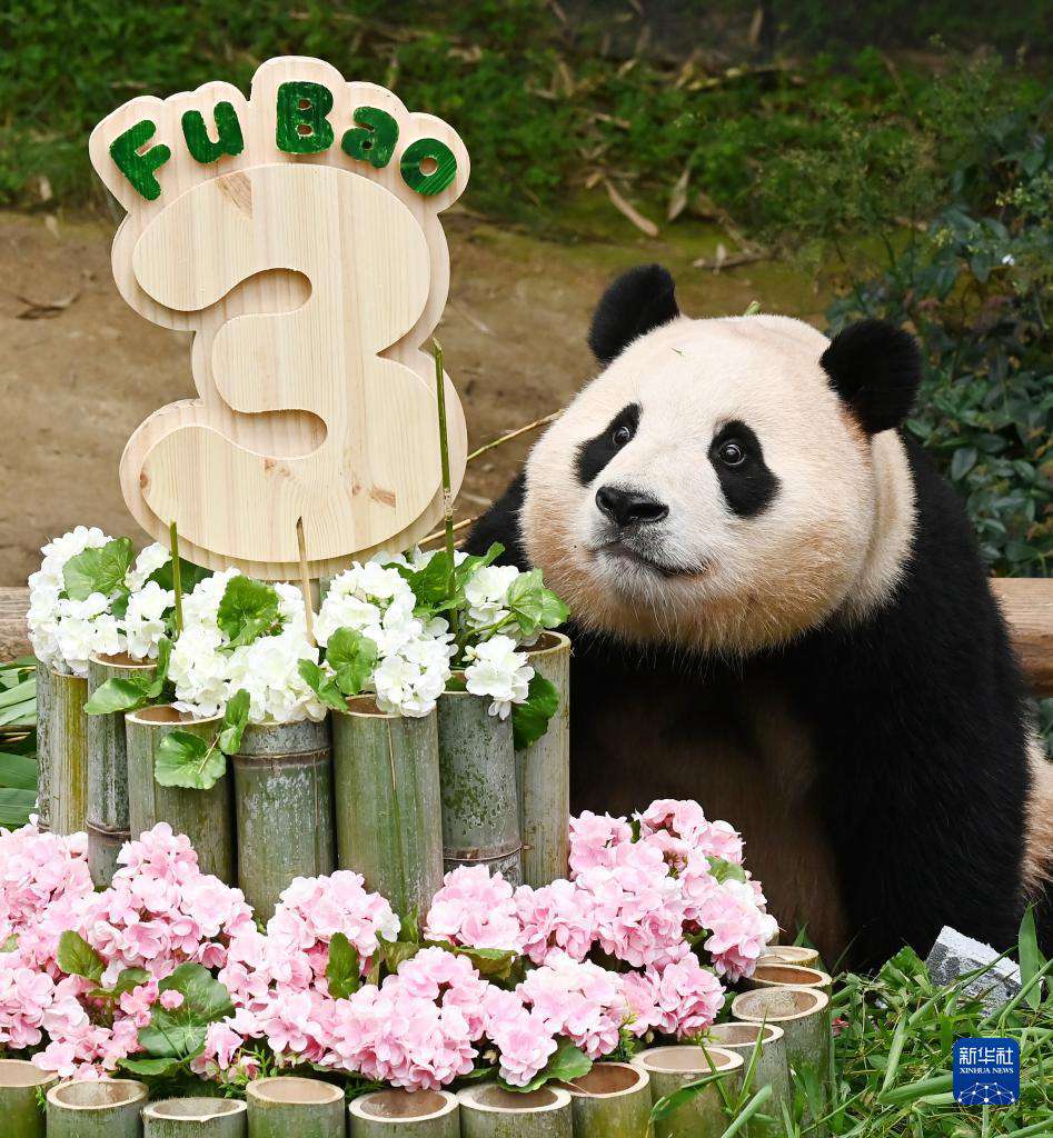 這是7月20日在位於韓國京畿道龍仁市的愛寶樂園內拍攝的大熊貓“福寶”與它的“生日蛋糕”。