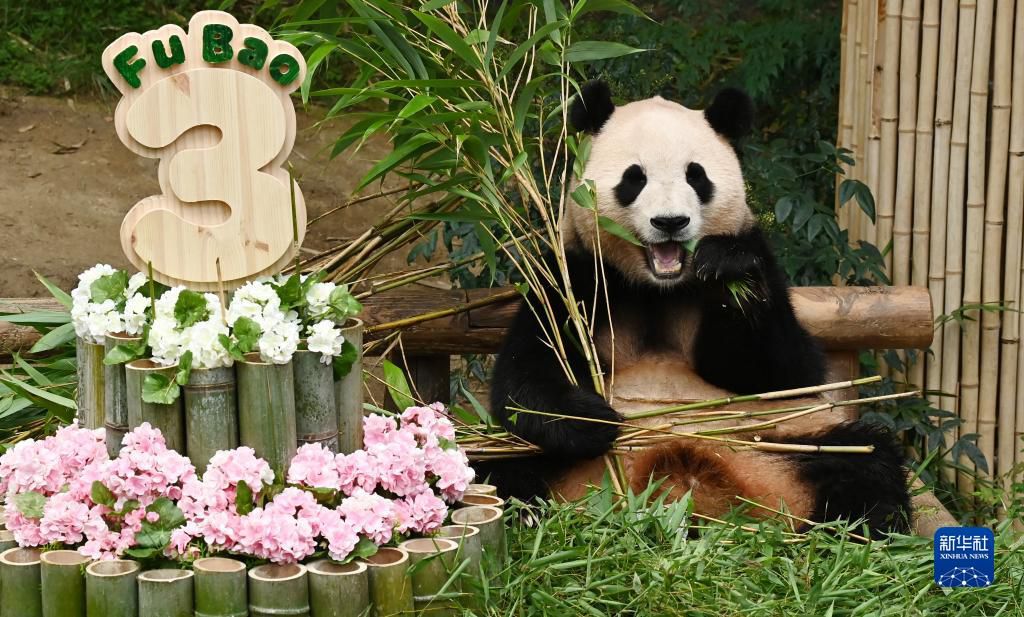 7月20日，在位於韓國京畿道龍仁市的愛寶樂園，大熊貓“福寶”享用竹子。