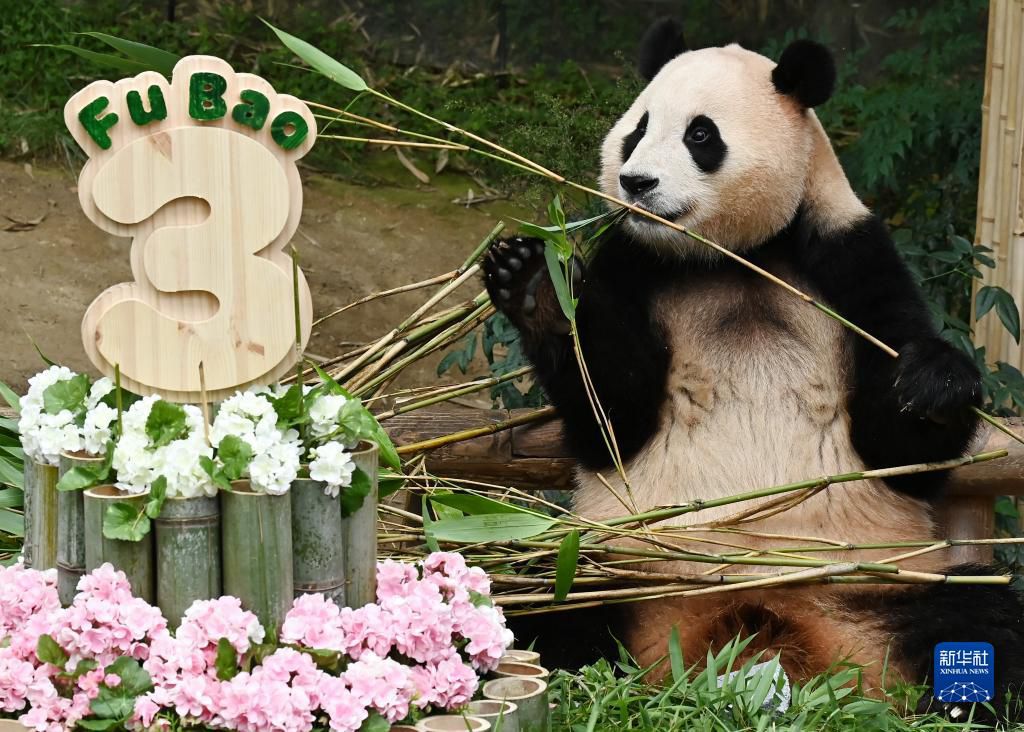 7月20日，在位於韓國京畿道龍仁市的愛寶樂園，大熊貓“福寶”享用竹子。