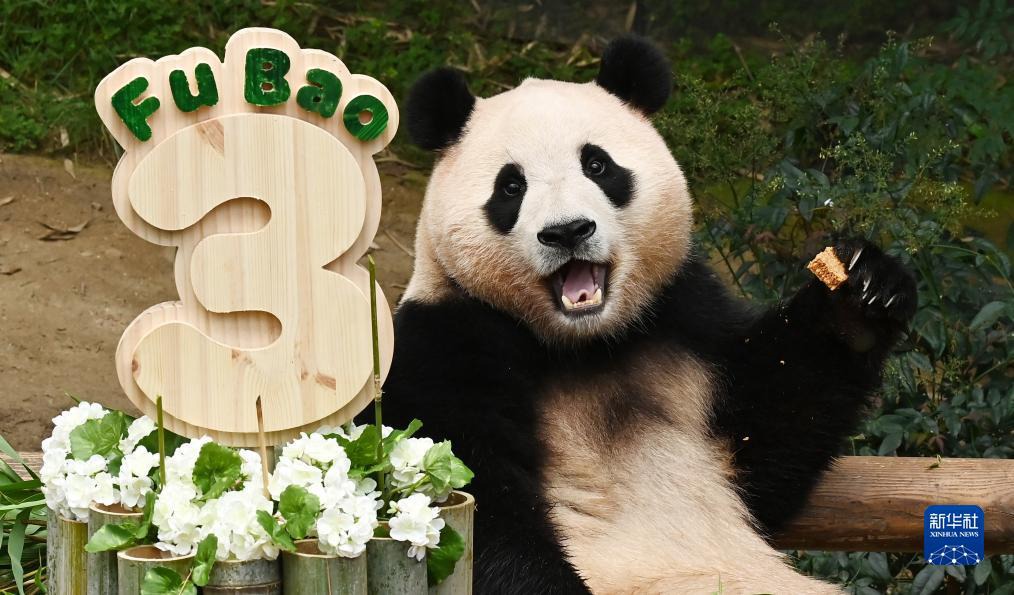 7月20日，在位於韓國京畿道龍仁市的愛寶樂園，大熊貓“福寶”享用它的“生日蛋糕”。