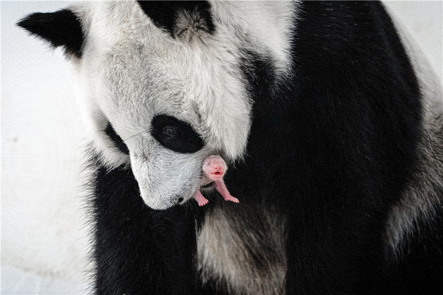 旅俄大熊猫“丁丁”诞下幼崽