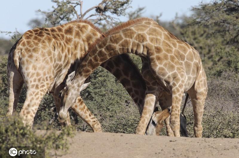 镜头记录南非长颈鹿打斗瞬间