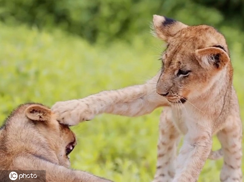 赞比亚国家公园小狮子嬉戏打闹