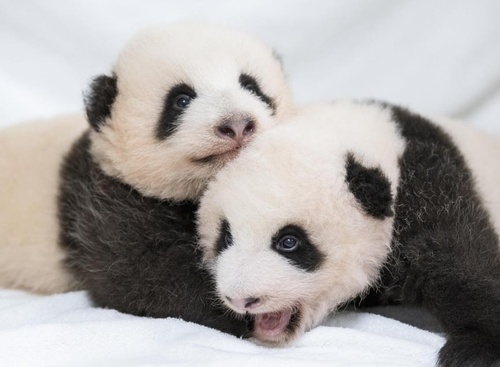韩国为旅韩大熊猫“爱宝”双胞胎幼崽征名，备选名字必须带有“宝”