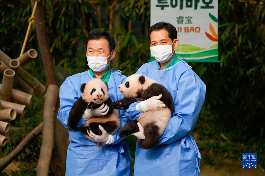 10月12日，在韓國京畿道龍仁市，工作人員抱著大熊貓雙胞胎幼崽“睿寶”（左）與“輝寶”亮相。