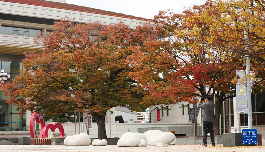 11月10日，一名男子在韓國釜山文化會館附近拍攝秋景。新華社記者 姚琪琳 攝