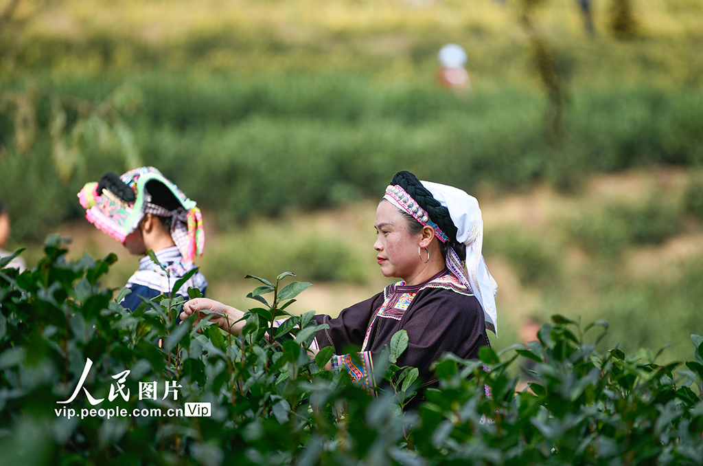 貴州普安：“貴州綠茶”第一採開採