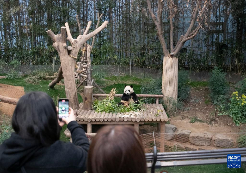 2月20日，韓國民眾在韓國愛寶樂園參觀大熊貓福寶。新華社記者 姚琪琳 攝
