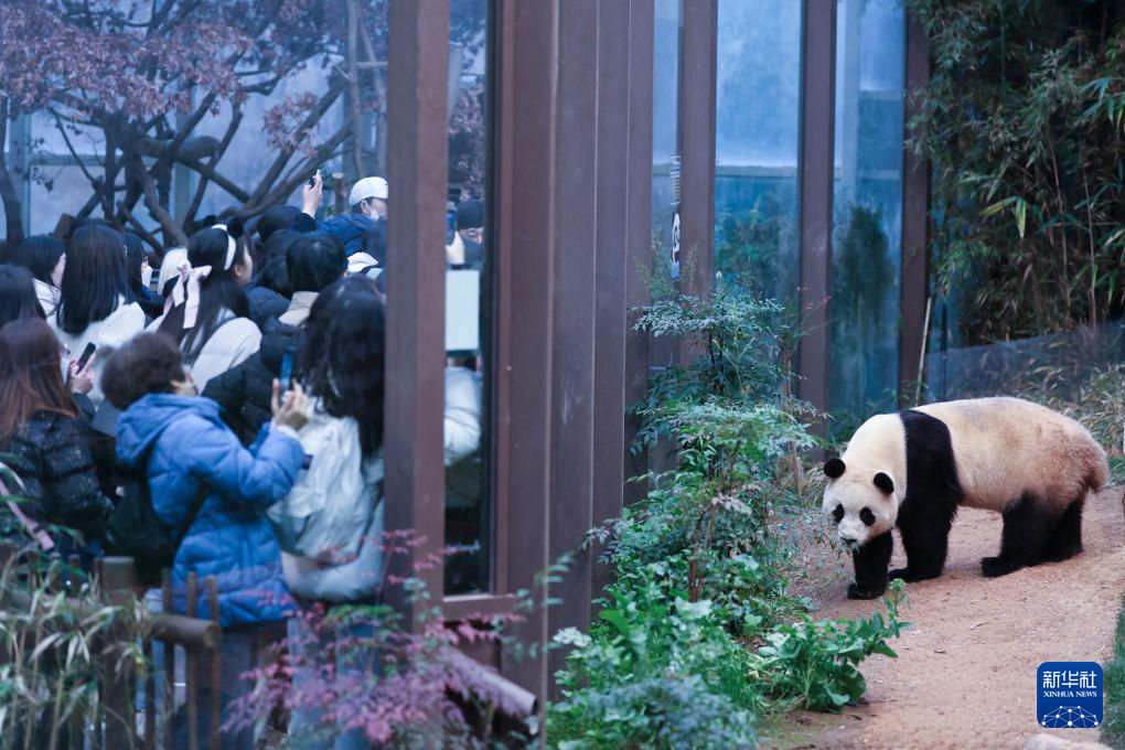 2月20日，韓國民眾在韓國愛寶樂園參觀大熊貓福寶。新華社記者 姚琪琳 攝