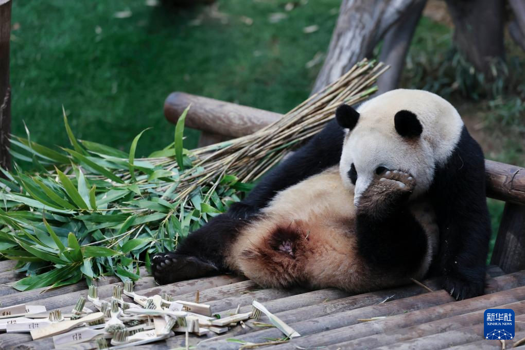 這是2月20日在韓國愛寶樂園拍攝的大熊貓福寶。新華社記者 姚琪琳 攝