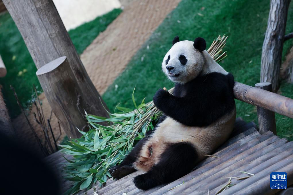 這是2月20日在韓國愛寶樂園拍攝的大熊貓福寶。新華社記者 姚琪琳 攝