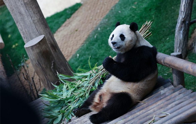 旅韩大熊猫福宝将于四月回国