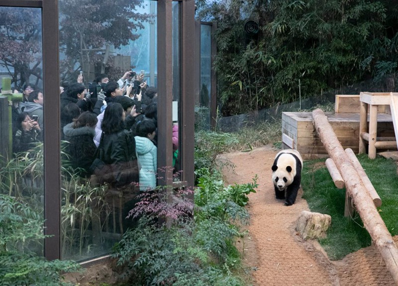 熊貓“福寶”回國在即 韓國民眾依依不舍