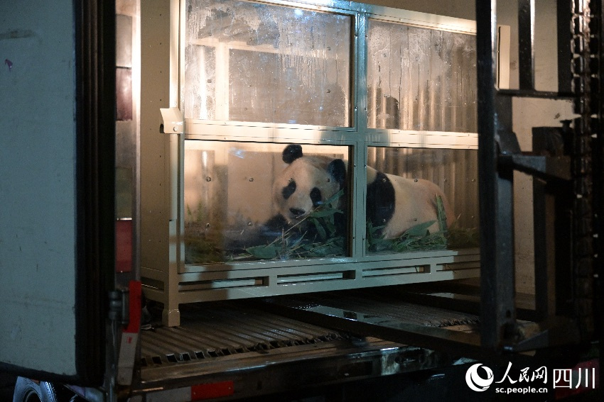 歡迎旅韓大熊貓“福寶”回家