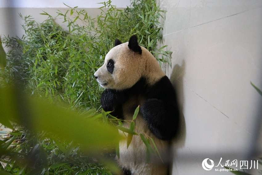 大熊貓“福寶”入住新家 。李傳有攝