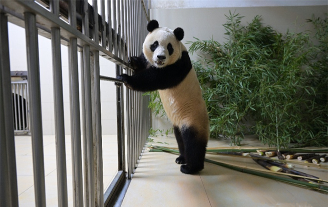 歡迎旅韓大熊貓“福寶”回家