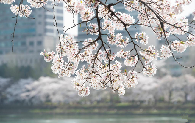 韓國首爾進入櫻花季